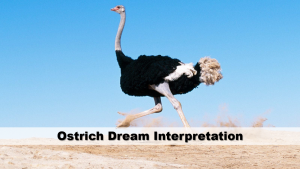 Ostrich Dream Interpretation