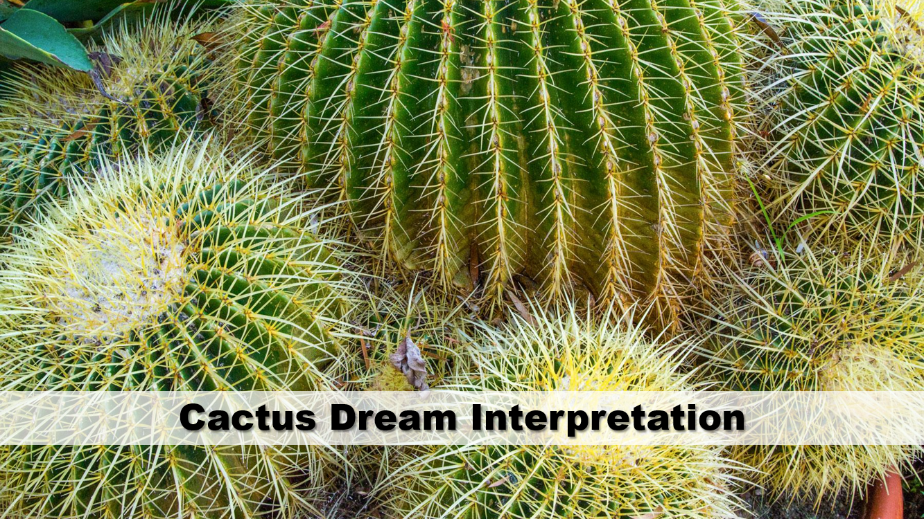 Cactus Dream Interpretation