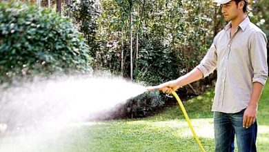 Watering a Tree in a Dream Meaning