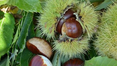 Chestnut Dream Interpretation