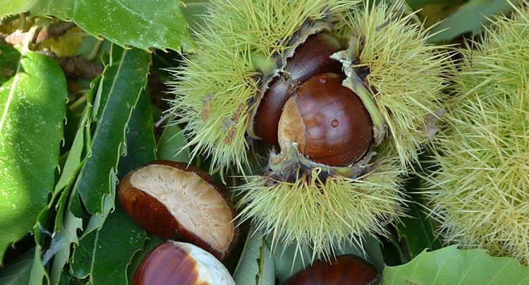 Chestnut Dream Interpretation