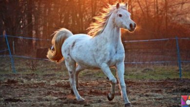 Horse Dirt Dream Interpretation